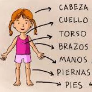 Partes del cuerpo