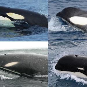 tipos de orcas