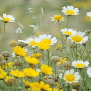 Plantes - Coneixement del Medi