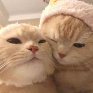 algunas preguntitas de nosotros uwu