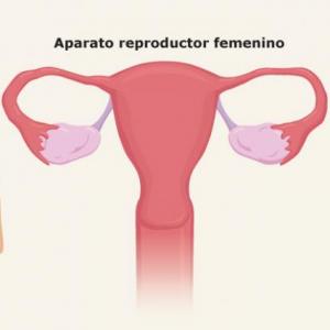 Anatomía Aparato Reproductor Femenino