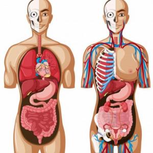 Anatomía humana