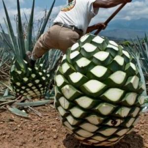 Troceado de piñas de agave 