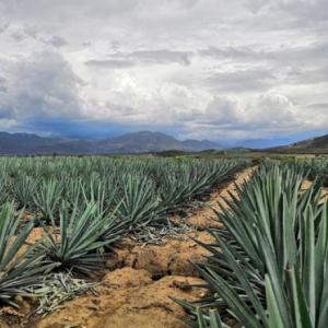 producción del mezcal 