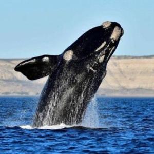 ANIMALES DEL MAR ARGENTINO