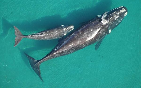 ANIMALES DEL MAR ARGENTINO