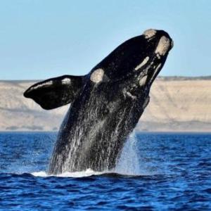 Animales del Mar Argentino