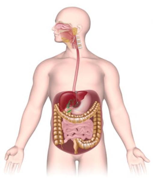 SISTEMAS QUE INTERVIENEN EN LA NUTRICIÓN