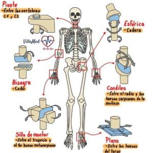 Tipos de articulaciones!!!
