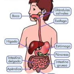 ¿Sistema digestivo?