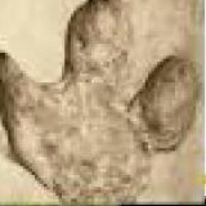 FOSSILS AND MINERALS