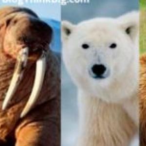 ADIVINAR LOS ANIMALES