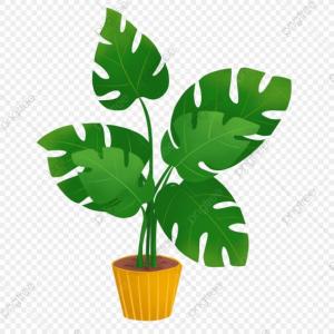 Cómo crecen las plantas