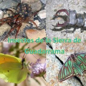 Imagen de portada del videojuego educativo: Insectos de La Sierra de Guadarrama, de la temática Biología
