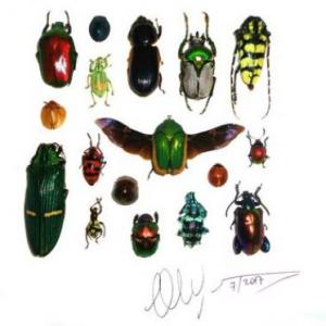 Minibeasts Spelling Time P3 (habitats & body parts)