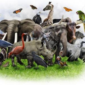 Portada del juego BUGS AND LAND ANIMALS – Idiomas