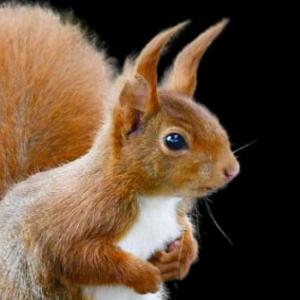 animales