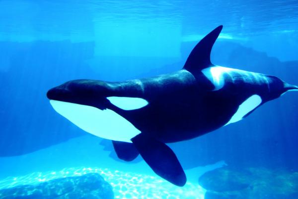 el juego de la orca