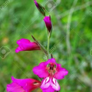 Nombres de Flores