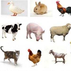 ANIMALES DOMÉSTICOS