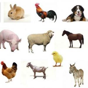 ANIMALES DOMÉSTICOS