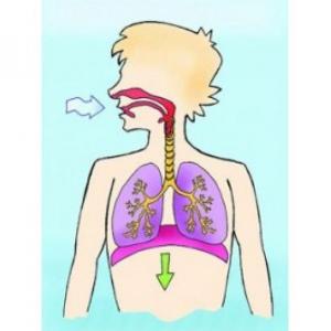 Modelo de sistema respiratorio