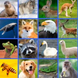 WILD ANIMALS
