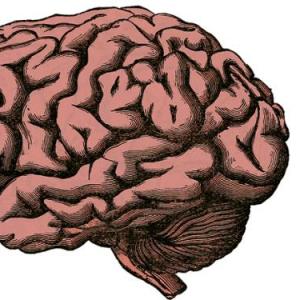 Imagen de portada del videojuego educativo: Cerebro y educación, de la temática Cultura general