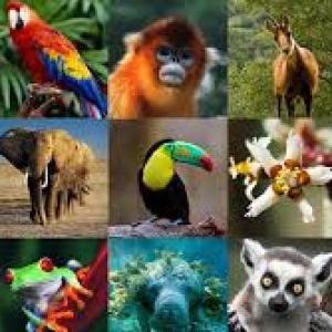 Cadena Trófica