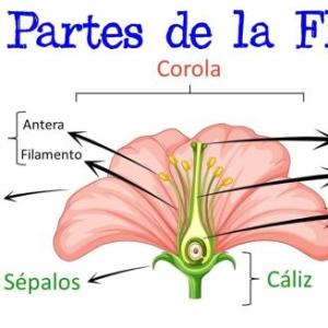 Duchazo(Parte de la planta)