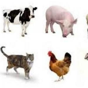 ADIVINA QUE ANIMAL ES