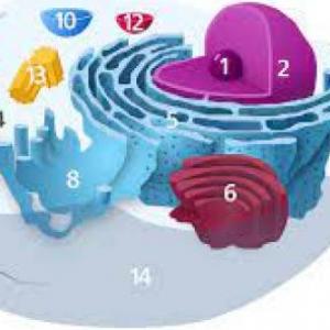 Cell structures and organelles.