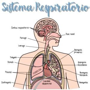 Sistema respiratorio