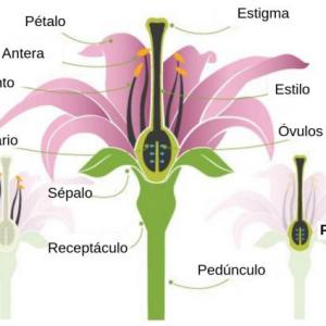 PARTES DE UNA FLOR