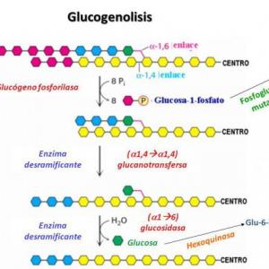 Imagen de portada del videojuego educativo: Diviértete jugando con Glucogenólisis, de la temática Biología