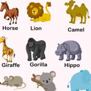 Animales in ingles 7w7