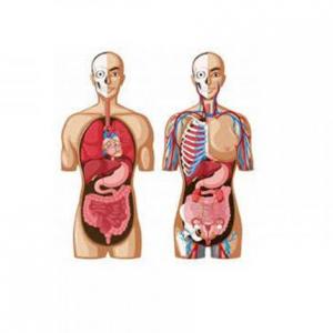 Anatomía