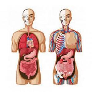 Anatomía