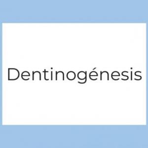 Dentinogénesis