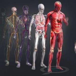sistemas del cuerpo humano