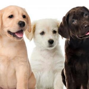Perros