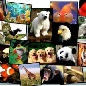 Imagen de portada del videojuego educativo: EL REINO ANIMAL , de la temática Ciencias