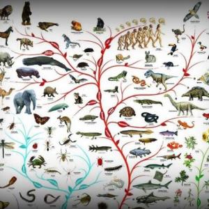 Evolución