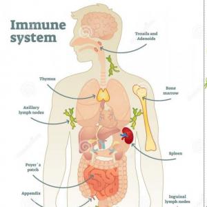 Immune system
