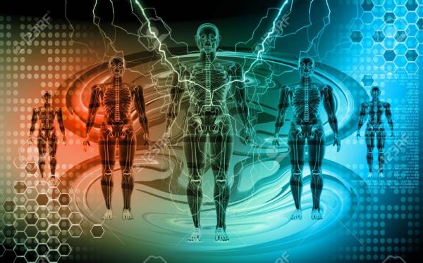 LAS FRUTAS Y EL CUERPO HUMANO