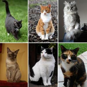 Bienestar de los felinos