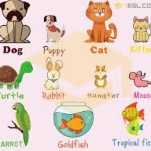 Pet animals