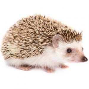 Memorice animales