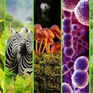 Reinos de la naturaleza