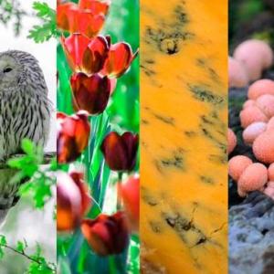 REINOS DE LA NATURALEZA